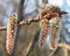 Descubre Aspen