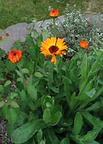 Calendula