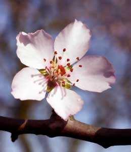 Cherry Plum (Cerasifera)