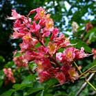 Descubre Red Chestnut