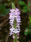 Vervain