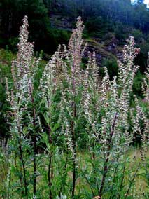 Mugwort