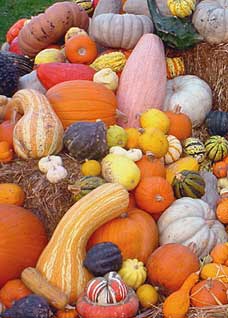 Calabazas