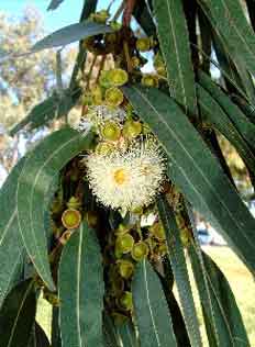 Eucalyptus