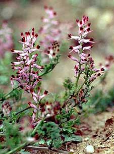 Fumaria Officinalis