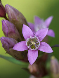 Gentian (Genciana amarga)