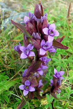 Gentiana Amarella