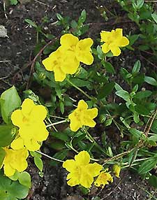 Rock Rose