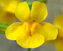 Mimulus