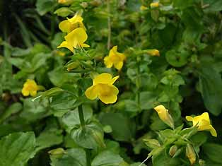 Mimulus Guttatus