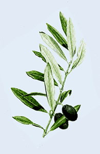 Rama de olivo con  fruto