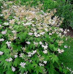 Filipendula Ulmaria