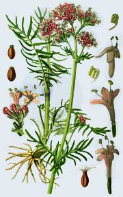 Valeriana Officinalis