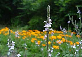 Verbena Officinalis