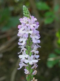 Vervain (Verbena)