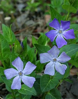 Vinca minor