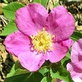 Wild Rose