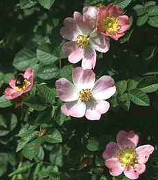 Rosa Canina