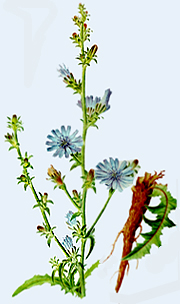 Cichorium intybus