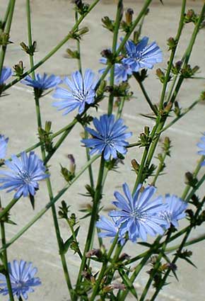 Chicory