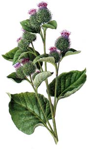 Arctium lappa