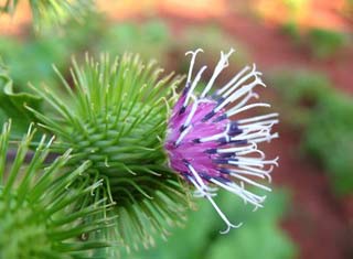 burdock