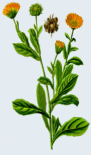 Calendula