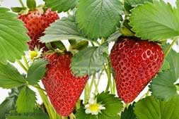 Fresas