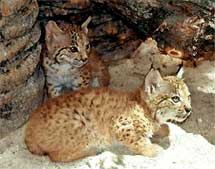 Cachorros Lince