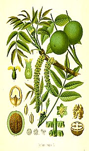 Juglans regia