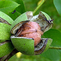 La Nuez. Fruto del Nogal