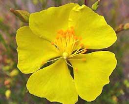 Rock Rose (Heliantemo)