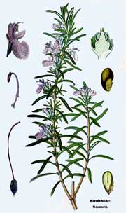 Rosmarinus Officinalis