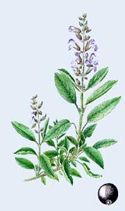 Salvia Officinalis