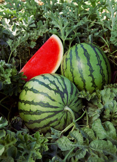 Sandia