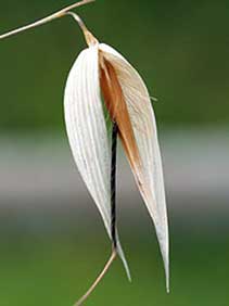 Wild Oat (Avena Silvestre)