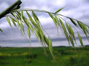 Avena Silvestre